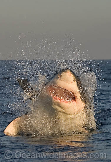 Great White Shark predation photo