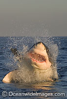 Great White Shark predation Photo - Chris & Monique Fallows