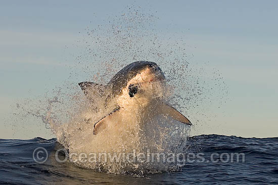 Great White Shark breaching photo