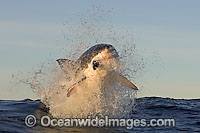 Great White Shark breaching Photo - Chris & Monique Fallows