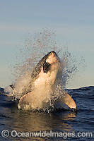 Great White Shark predation Photo - Chris & Monique Fallows