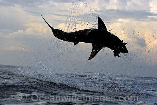 Great White Shark predation photo