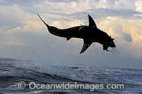 Great White Shark predation Photo - Chris & Monique Fallows