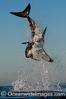 Great White Shark predation Photo - Chris & Monique Fallows