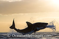 Great White Shark breaching Photo - Chris & Monique Fallows