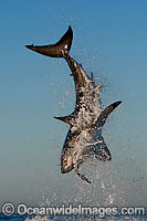 Great White Shark predation Photo - Chris & Monique Fallows