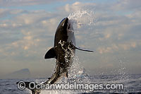 Great White Shark breaching Photo - Chris & Monique Fallows