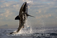 Great White Shark predation Photo - Chris & Monique Fallows