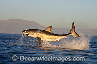 Great White Shark breaching Photo - Chris & Monique Fallows