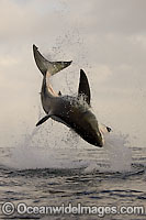 Great White Shark breaching Photo - Chris & Monique Fallows