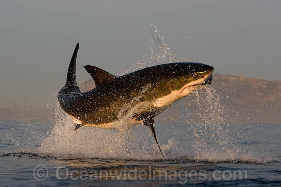 Great White Shark predation photo