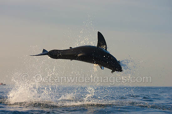 Great White Shark breaching photo