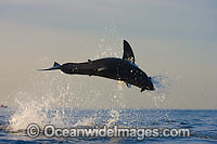 Great White Shark breaching Photo - Chris & Monique Fallows