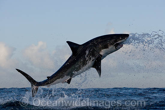 Great White Shark predation photo
