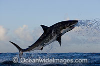 Great White Shark predation Photo - Chris & Monique Fallows
