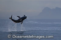 Great White Shark breaching Photo - Chris & Monique Fallows