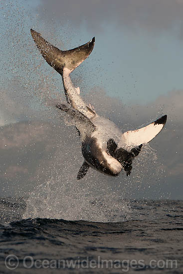 Great White Shark breaching photo