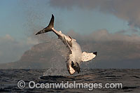 Great White Shark predation Photo - Chris & Monique Fallows