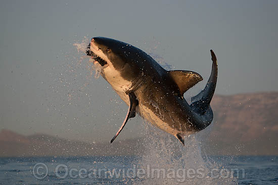 Great White Shark breaching photo