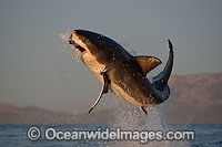 Great White Shark breaching Photo - Chris & Monique Fallows