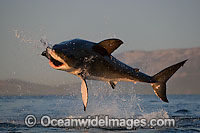Great White Shark breaching Photo - Chris & Monique Fallows