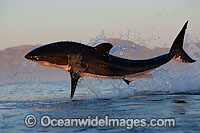 Great White Shark breaching Photo - Chris & Monique Fallows