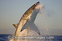 Great White Shark predation Photo - Chris & Monique Fallows