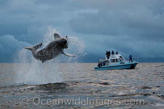 Great White Shark breaching photo