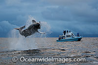 Great White Shark breaching Photo - Chris & Monique Fallows