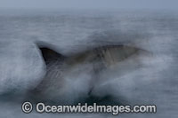Great White Shark breaching Photo - Chris & Monique Fallows