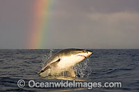 Great White Shark predation Photo - Chris & Monique Fallows