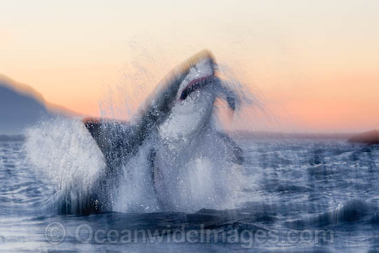 Great White Shark breaching photo