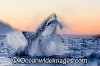 Great White Shark breaching Photo - Chris & Monique Fallows