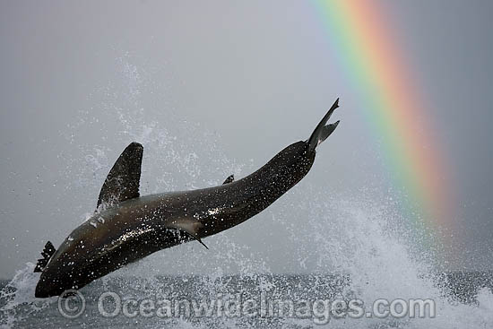 Great White Shark breaching photo