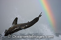 Great White Shark breaching Photo - Chris & Monique Fallows