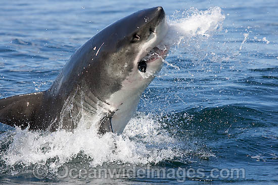 Great White Shark predation photo