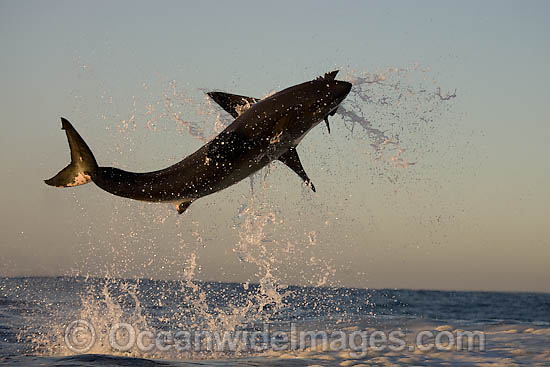 Great White Shark breaching photo