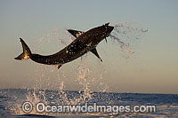 Great White Shark breaching Photo - Chris & Monique Fallows
