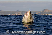 Great White Shark breaching Photo - Chris & Monique Fallows
