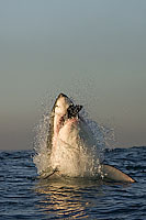 Great White Shark predation Photo - Chris & Monique Fallows