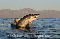 Great White Shark breaching Photo - Chris & Monique Fallows