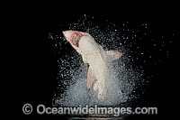 Great White Shark breaching Photo - Chris & Monique Fallows