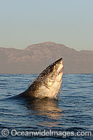 Great White Shark predation Photo - Chris & Monique Fallows