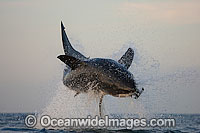 Great White Shark breaching Photo - Chris & Monique Fallows