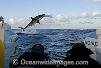 Great White Shark breaching Photo - Chris & Monique Fallows