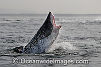Great White Shark hunting seal Photo - Chris & Monique Fallows