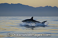 Great White Shark attacking seal Photo - Chris & Monique Fallows