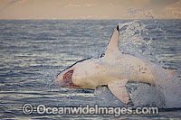Great White Shark attacking seal Photo - Chris & Monique Fallows