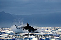 Great White Shark hunting seal Photo - Chris & Monique Fallows