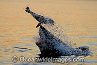 Great White Shark hunting seal Photo - Chris & Monique Fallows